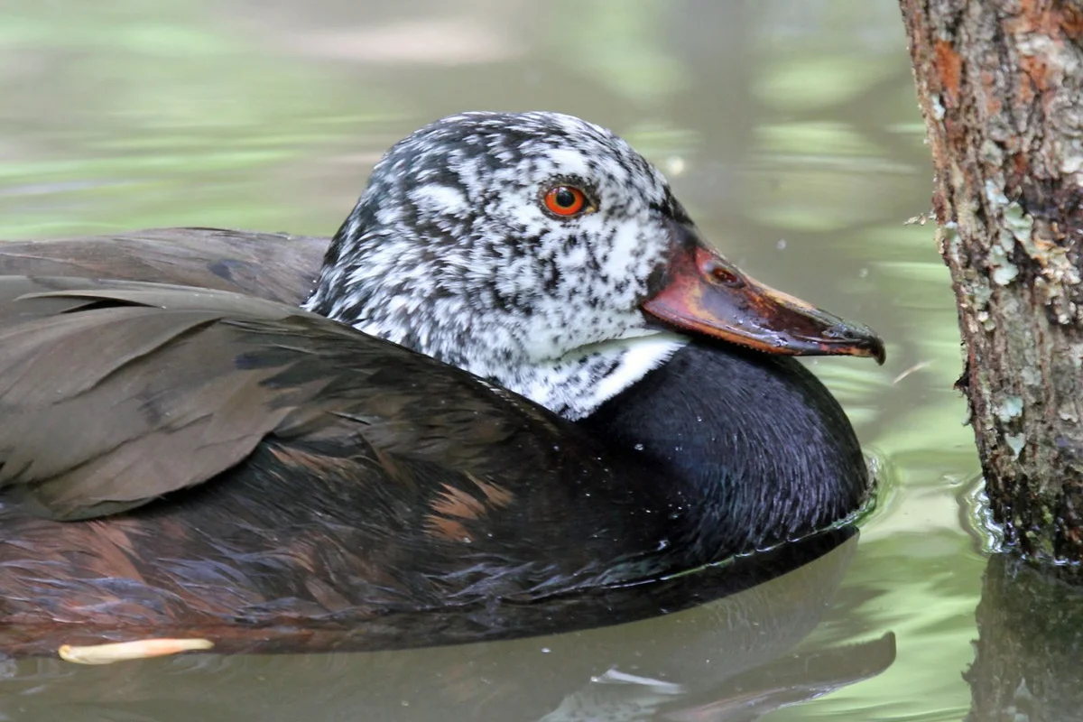 Ngan cánh trắng đực hoặc Vịt gỗ cánh trắng (Asarcornis scutulata) - Công viên chim nước Sylvan Heights, Bắc Carolina