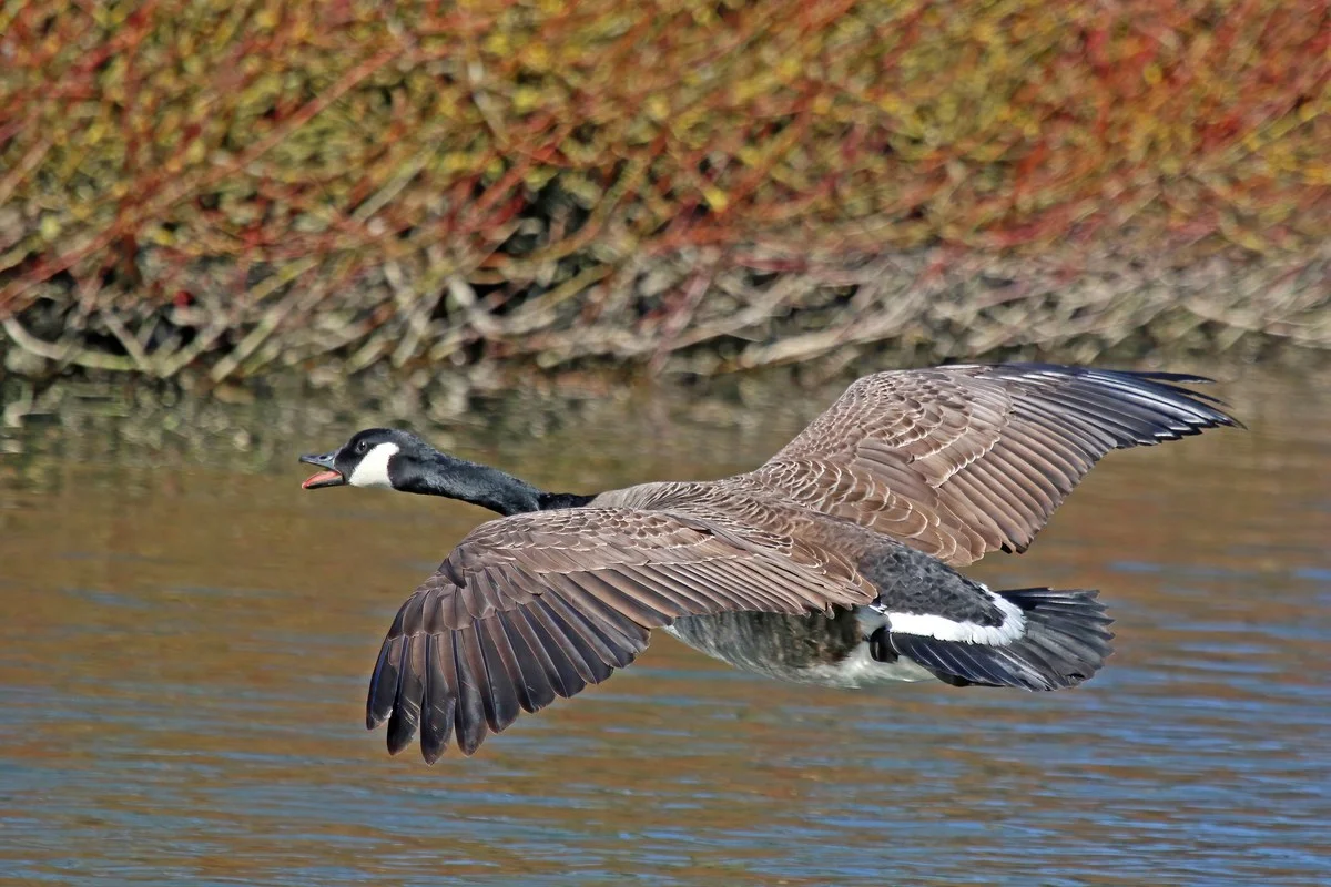 Branta canadensis đang bay tại Cung điện Blenheim, Oxfordshire