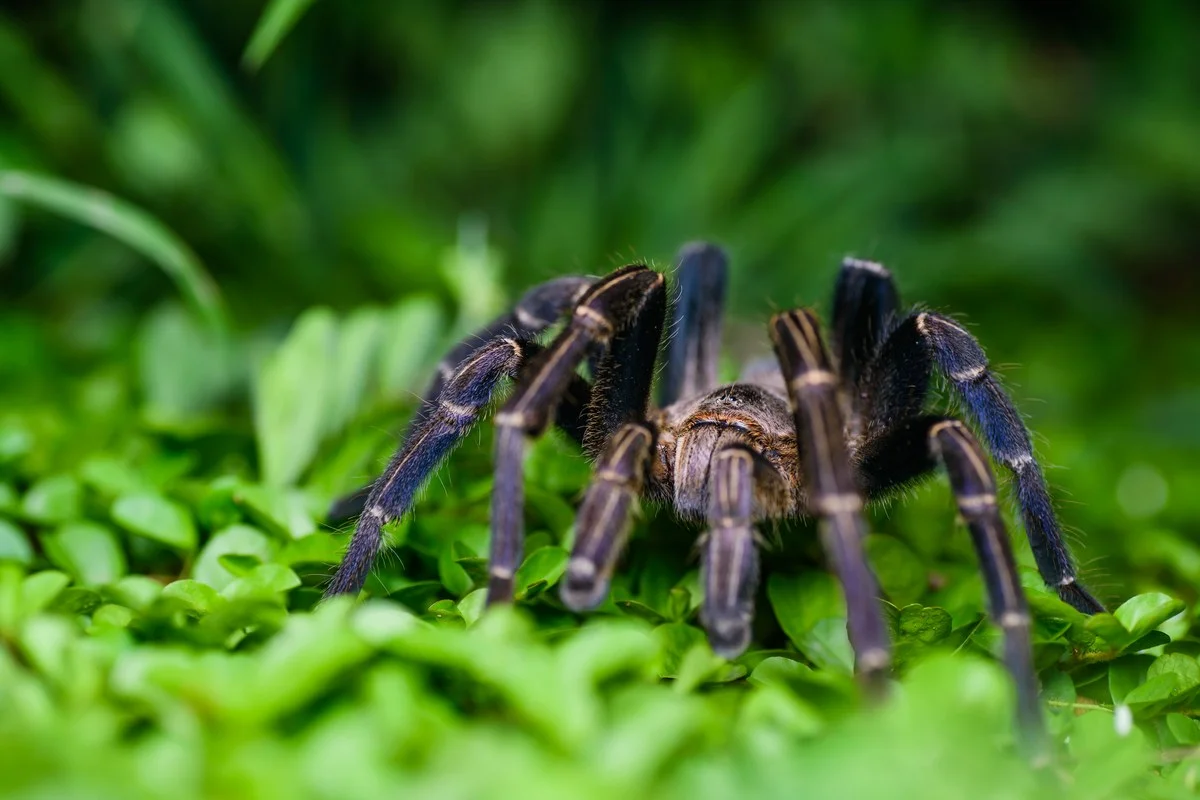 Nhện Tarantula Xanh Coban