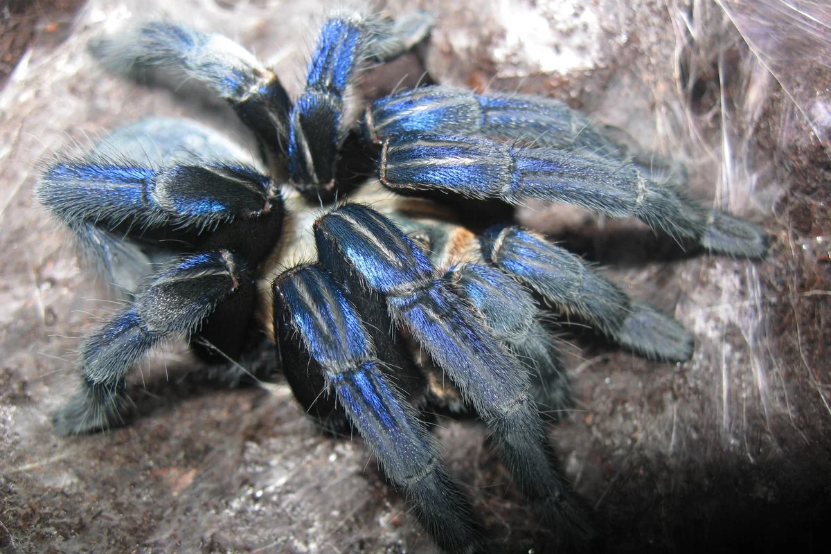 Nhện Tarantula Xanh Coban