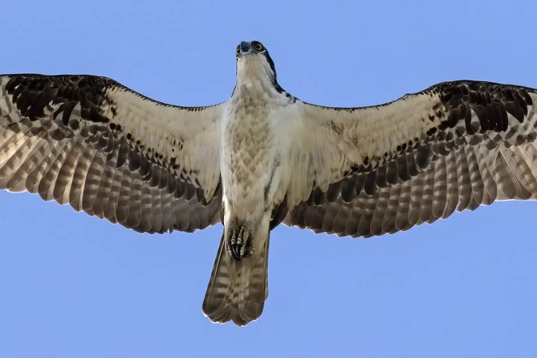 Hình ảnh mặt dưới của một con Osprey (P. h. carolinensis.)