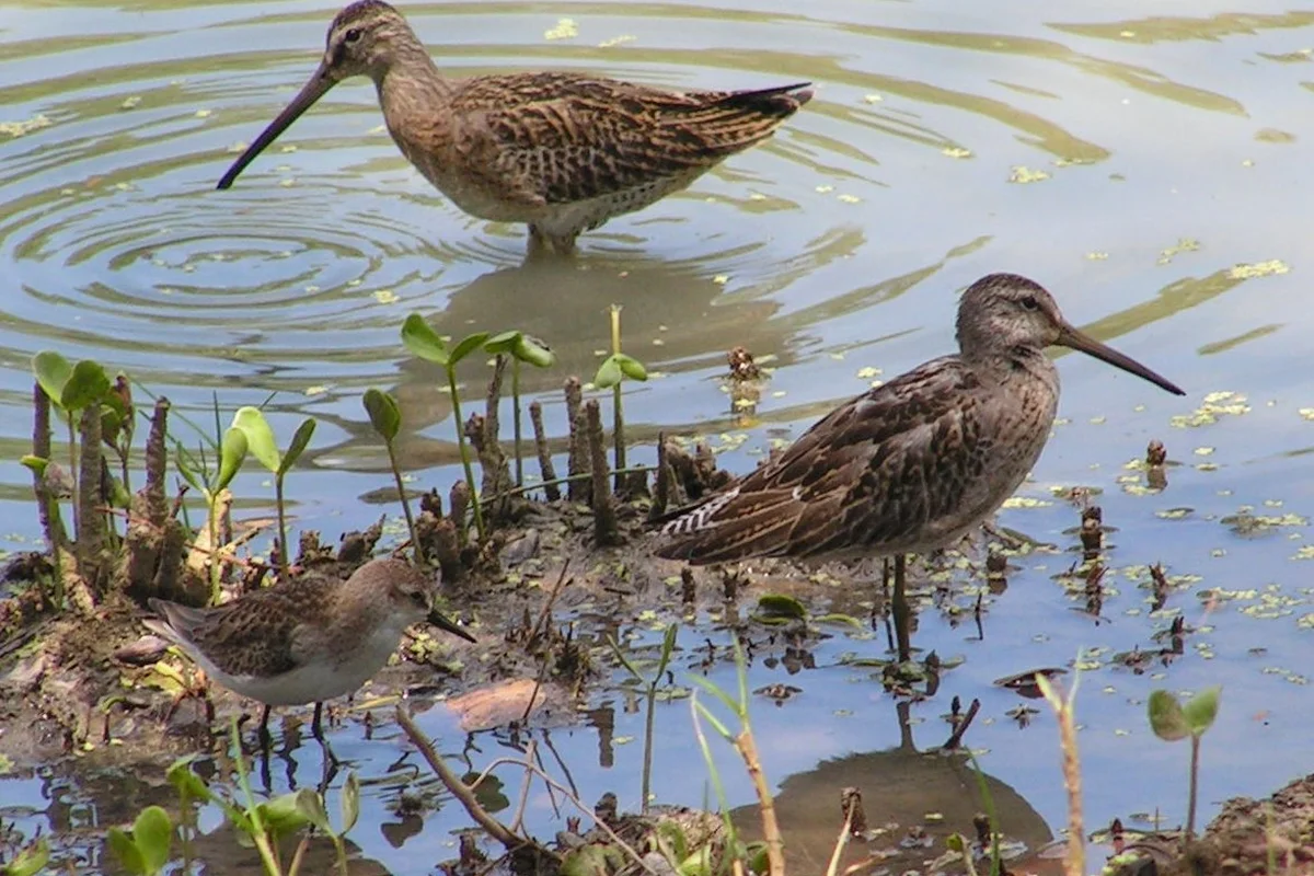 Hai con dowitchers Limnodromus sp., và một con Sandpiper Calidris pusilla, chụp ở Barbados