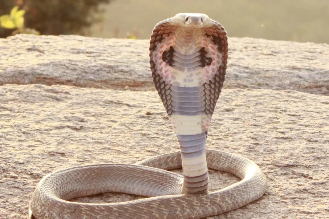 Rắn hổ mang Ấn Độ, được chụp ở đây tại Hoskote, Karnataka