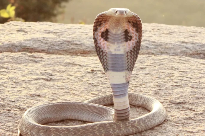 Rắn hổ mang Ấn Độ, được chụp ở đây tại Hoskote, Karnataka