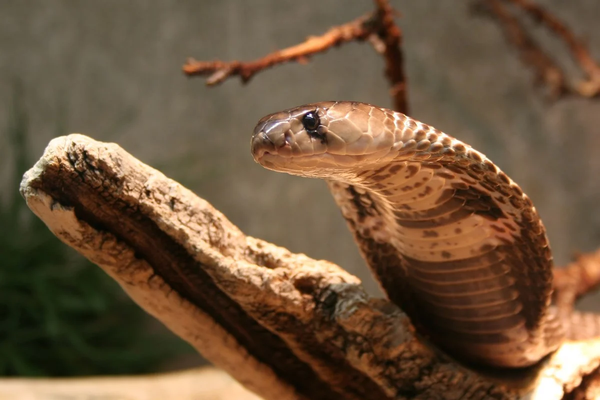 Rắn Ấn Độ, Naja naja, Họ: Elapidae