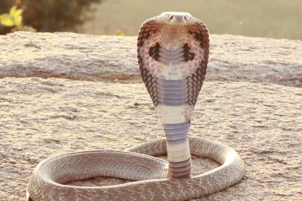 Rắn hổ mang Ấn Độ
