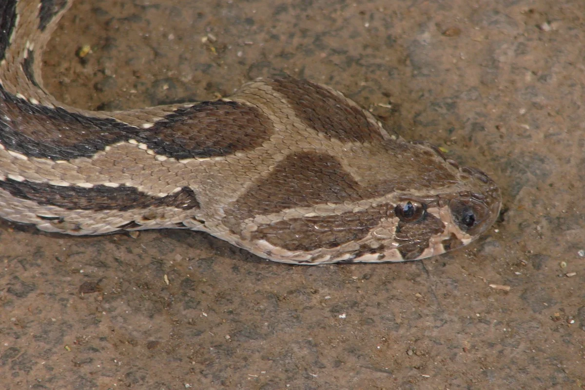 Daboia russelii Russel's Viper trong khuôn viên CME Dapodi.