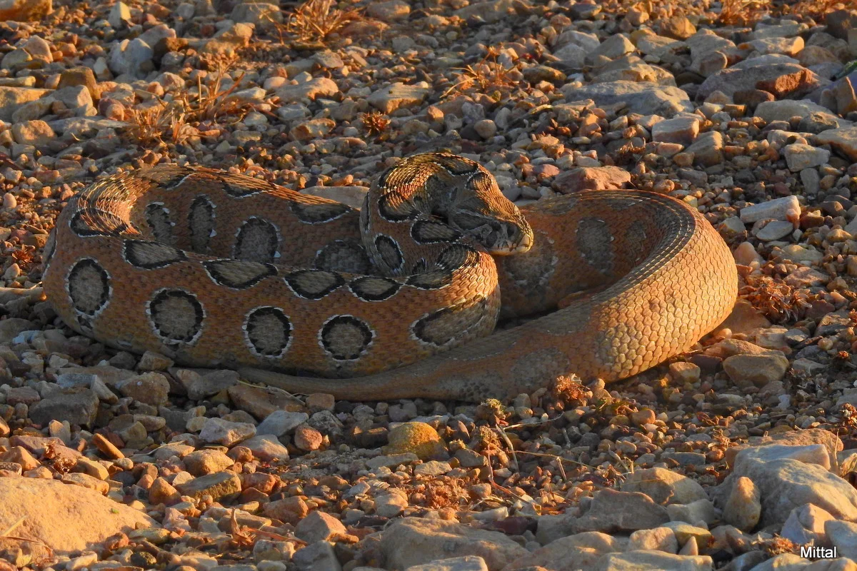 Rắn lục Russell (Daboia russelii)