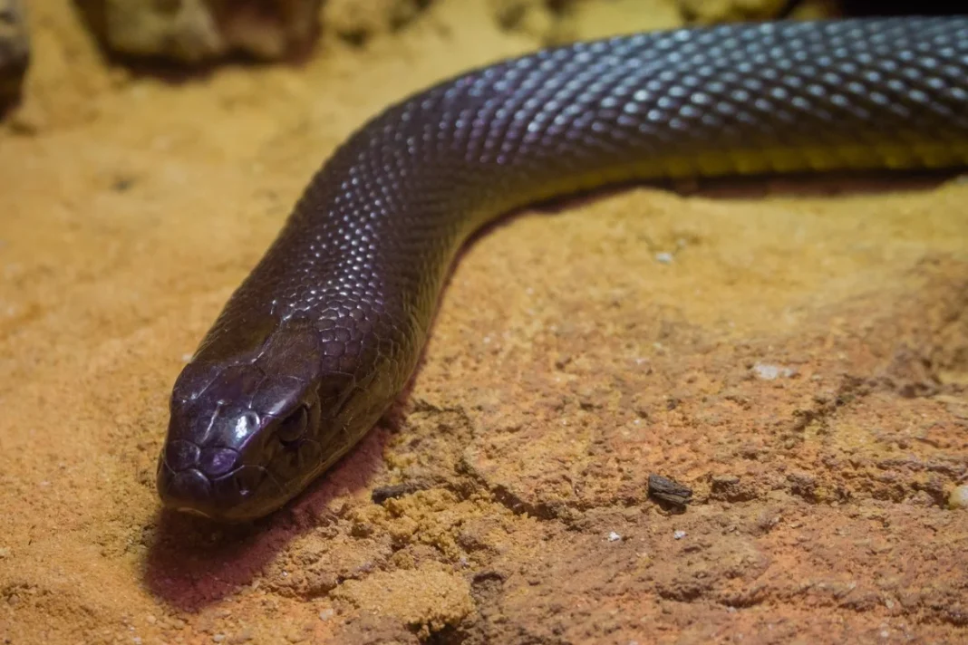 Rắn Taipan nội địa