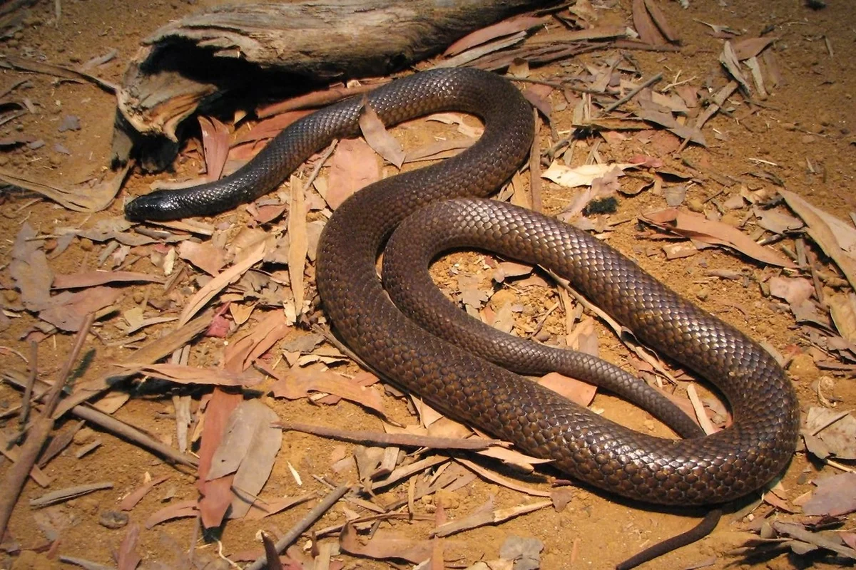 Rắn Taipan nội địa ở sở thú Úc