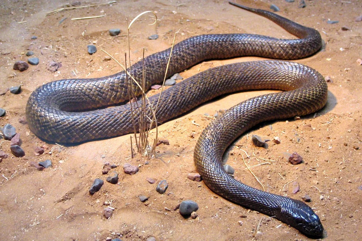 Hình ảnh loài rắn hung dữ (Oxyuranus microlepidotus) chụp tại vườn thú Australia