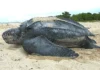 Rùa da Tên khoa học: Dermochelys coriacea