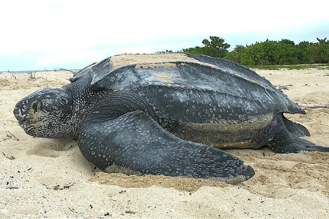 Tên khoa học: Dermochelys coriacea