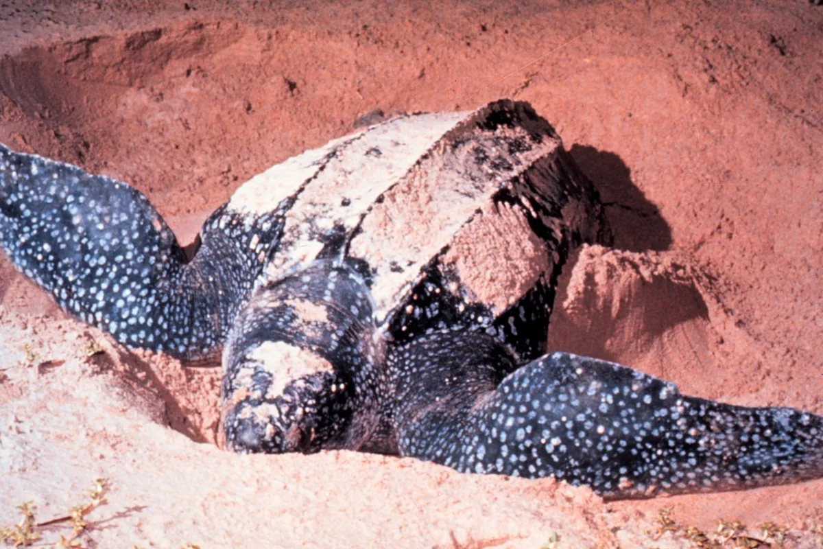 Rùa da.
Tại Công viên Hải dương Quốc gia Las Baulas, Costa Rica.