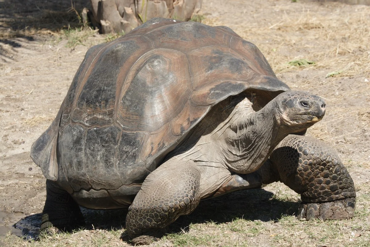 Rùa khổng lồ Galápagos mai vòm, Chelonoidis nigra