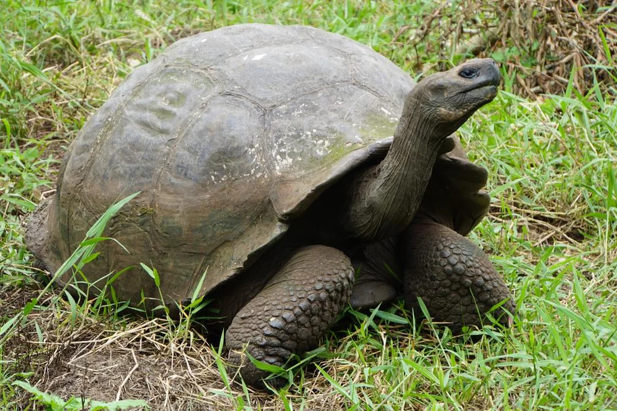 Rùa Galápagos