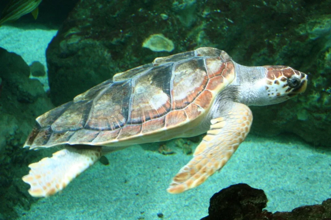 Caretta caretta (Rùa quản đồng) ở Océanopolis, Brest, Pháp.