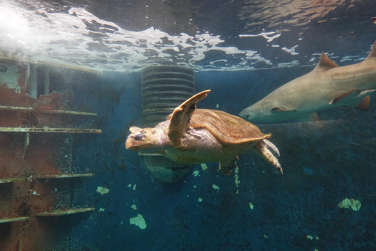 Rùa quản đồng (Caretta caretta) và cá mập bò (Carcharias taurus) tại Thủy cung lớn Saint-Malo (Ille-et-Vilaine, Pháp).