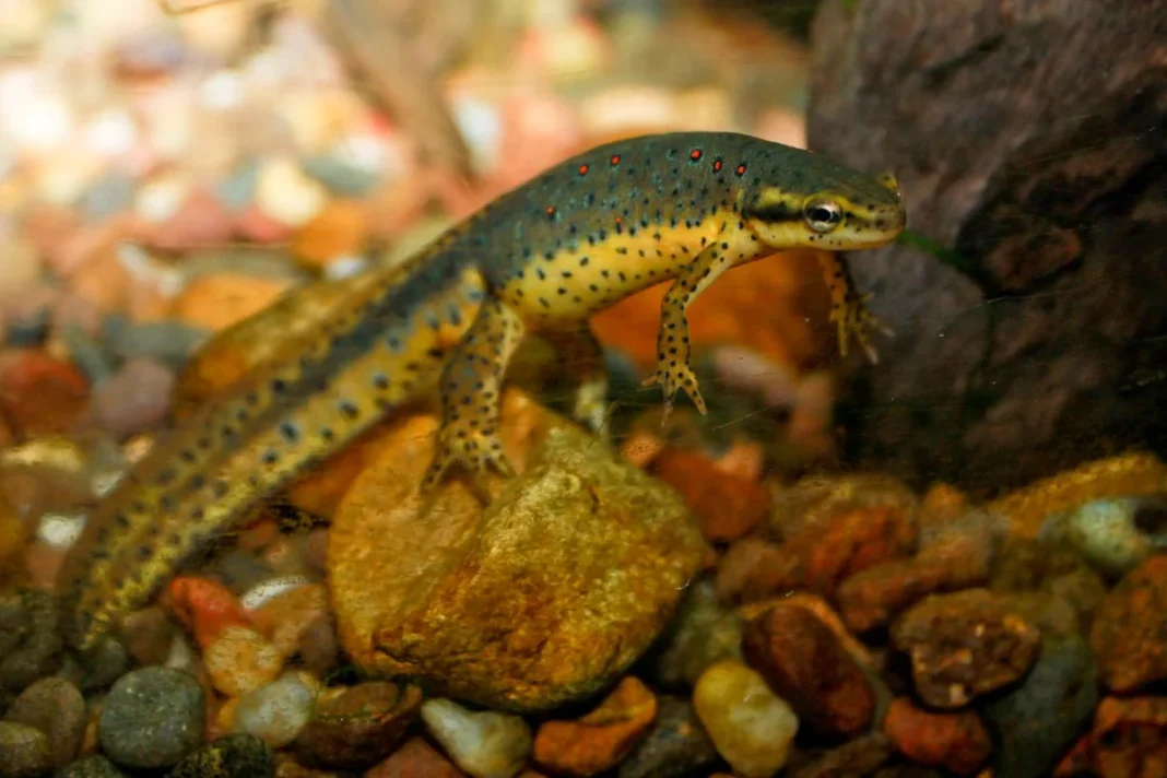 Sa giông đốm đỏ đực trưởng thành (Notphthalus viridescens viridescens), một phân loài của sa giông phương đông