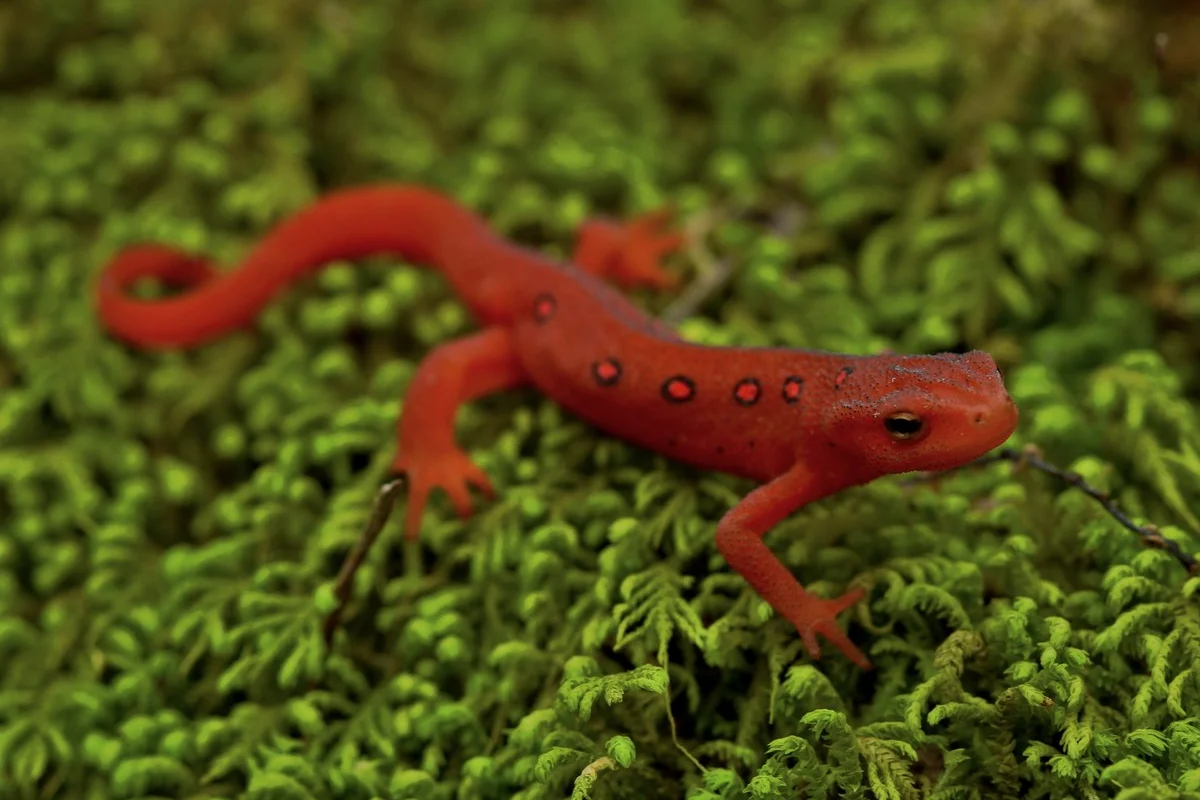 Notphthalus viridescens viridescens, con non (Eft), ở Quận Morgan, Tennessee, Hoa Kỳ