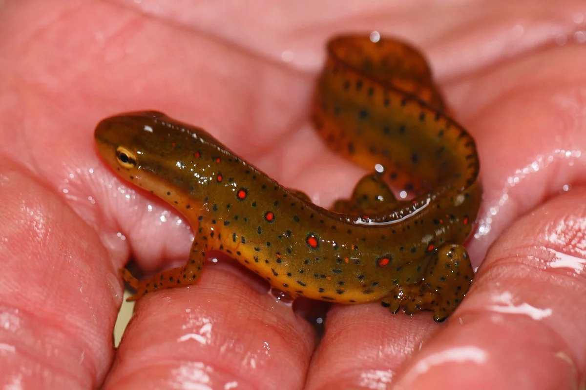 Sa giông phương Đông - Notphthalus viridescens,