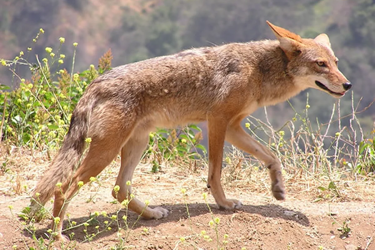 Chó sói đồng cỏ ở Thung lũng California (Canis latrans cleepticus) ở dãy núi San Gabriel, California, Hoa Kỳ.