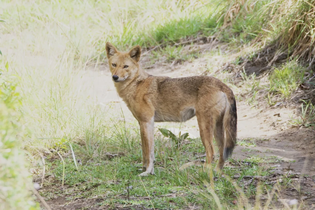 Một con sói đồng cỏ ở El Salvador (Canis latrans) ở Puntarenas, Costa Rica