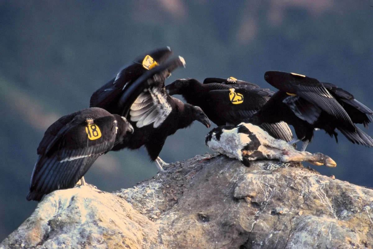 California Condor (con non)