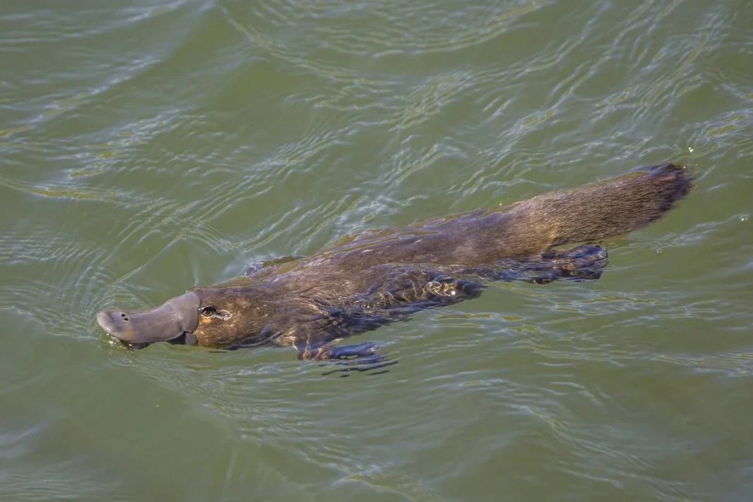 Thú mỏ vịt (Ornithorhynchus anatinus), Scottsdale, TAS, Úc