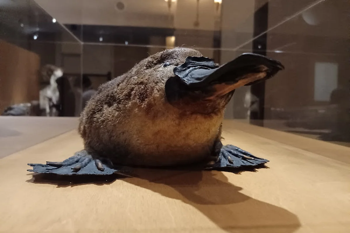 Thú mỏ vịt nhồi bông (Ornithorhynchus anatinus)
