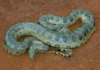 Trăn anaconda xanh Trăn Anaconda - Anaconda Eunectes murinus