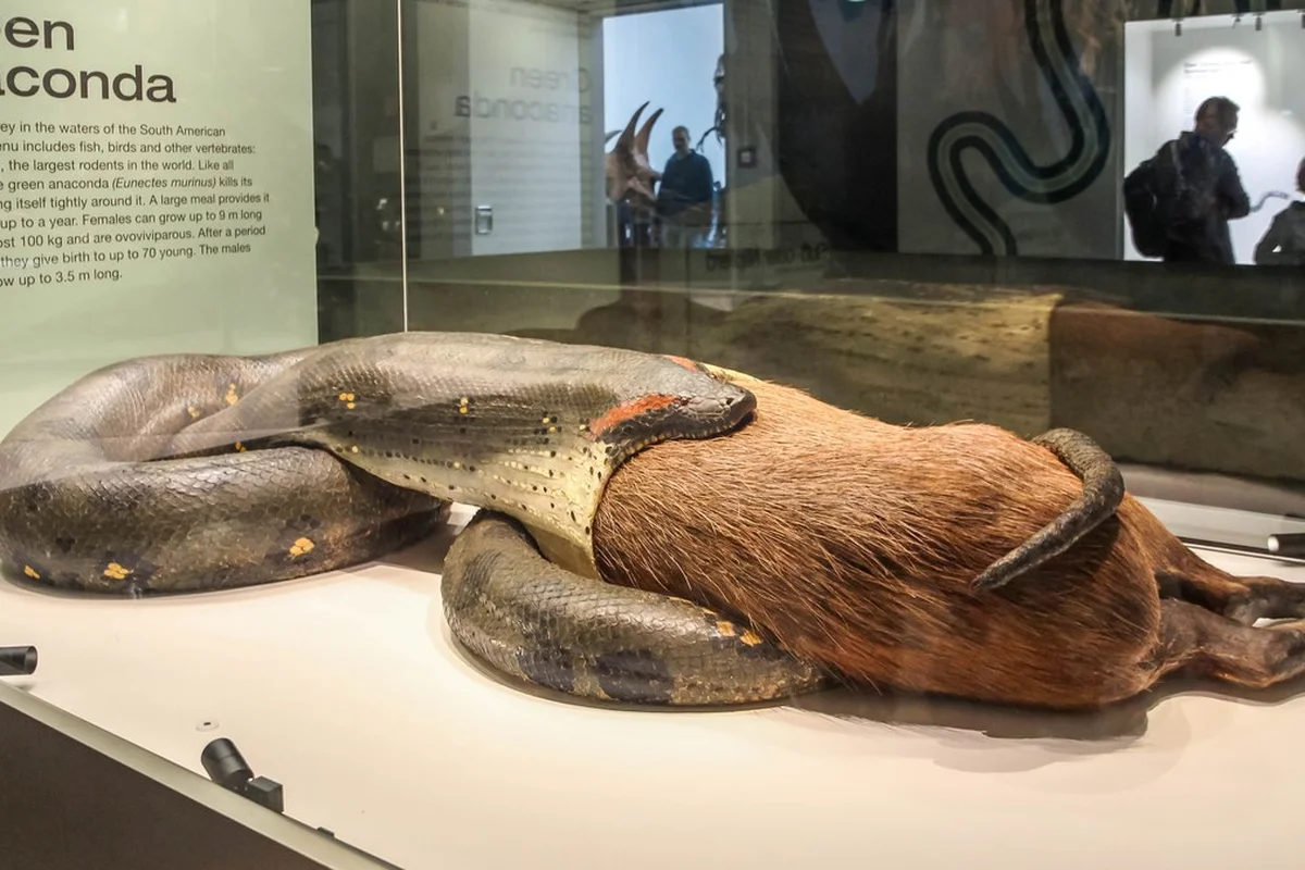 Frankfurt: Bảo tàng thiên nhiên Senckenberg (Anaconda nuốt chửng capybara)