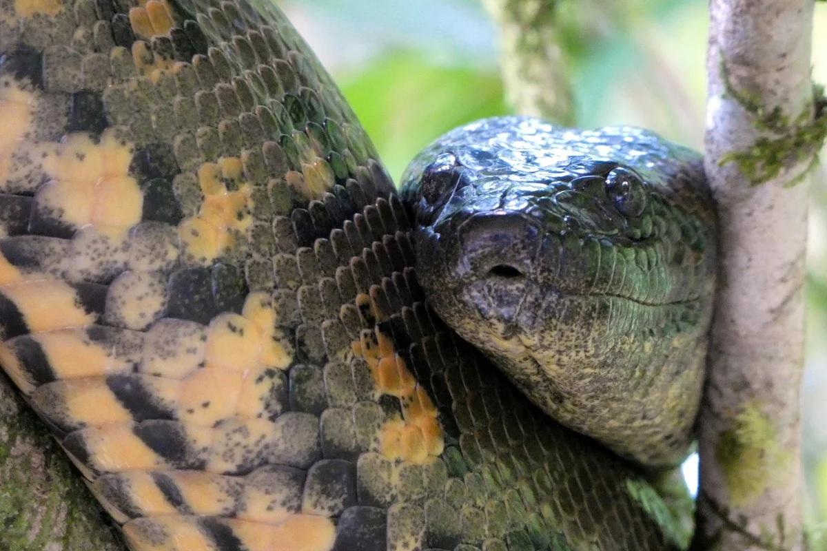 Anaconda xanh (Eunectes murinus)