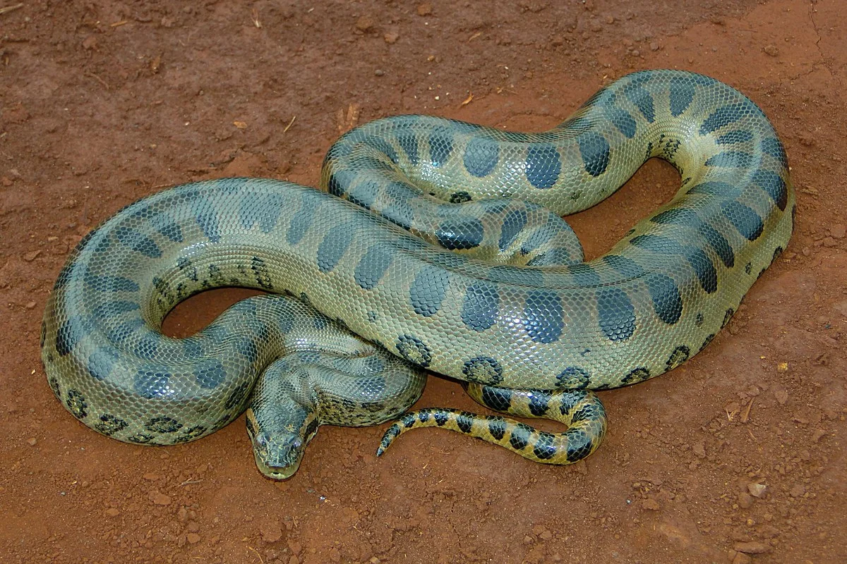 Trăn anaconda xanh