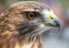 Ưng đuôi lửa Một con diều hâu đuôi đỏ đã được phục hồi tại Raptor Fest, một sự kiện bảo tồn động vật hoang dã được tổ chức bởi Công viên NYC ở Công viên Trung tâm.