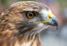 Ưng đuôi lửa Một con diều hâu đuôi đỏ đã được phục hồi tại Raptor Fest, một sự kiện bảo tồn động vật hoang dã được tổ chức bởi Công viên NYC ở Công viên Trung tâm.