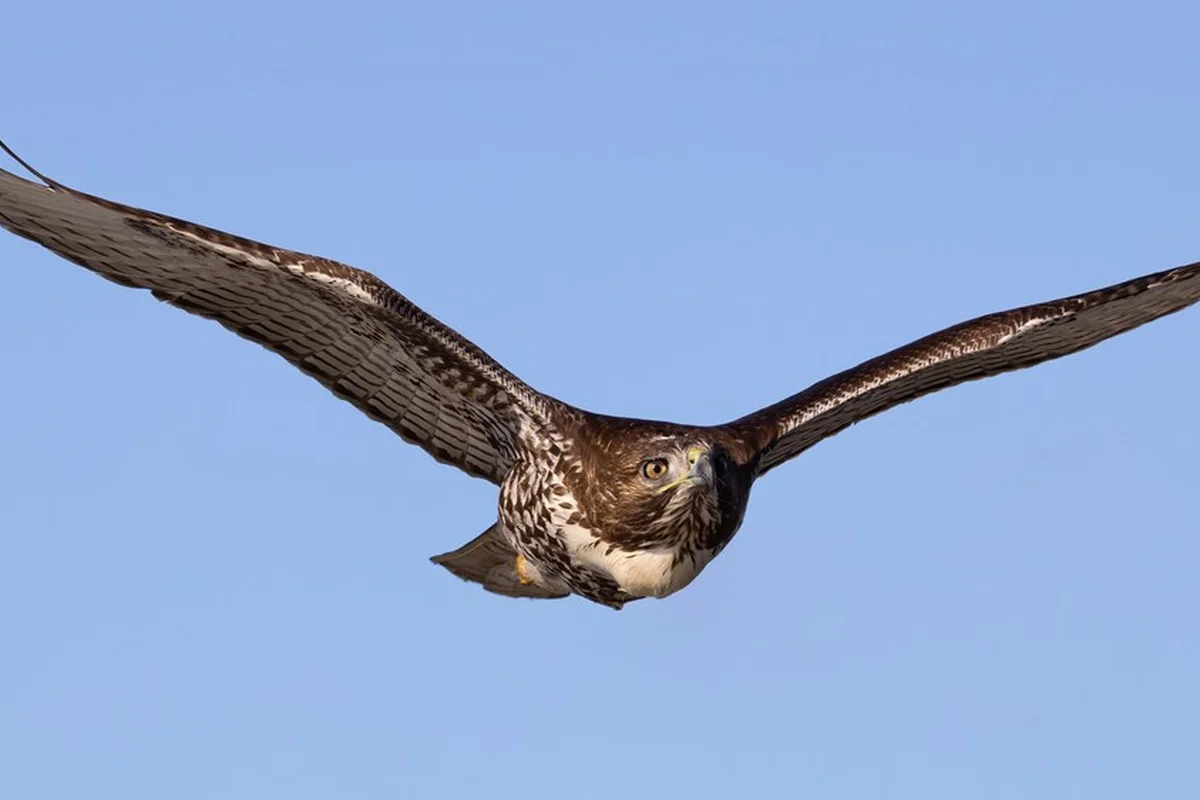Diều hâu đuôi đỏ (Buteo jamaicensis), con non đang bay tại Đơn vị Llano Seco thuộc Khu liên hợp tị nạn động vật hoang dã quốc gia Sacramento ở hạt Butte, California